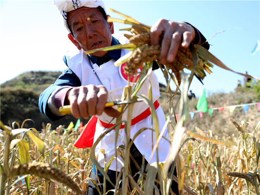 高西溝村的谷子地里，農(nóng)民隊(duì)員們割谷打捆，一派熱火朝天景象。杜銀寶攝