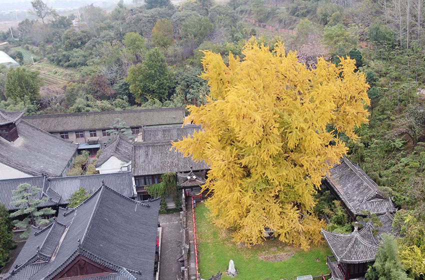 千年銀杏樹披上“金縷衣”，引來眾多游客打卡拍照。黨童攝