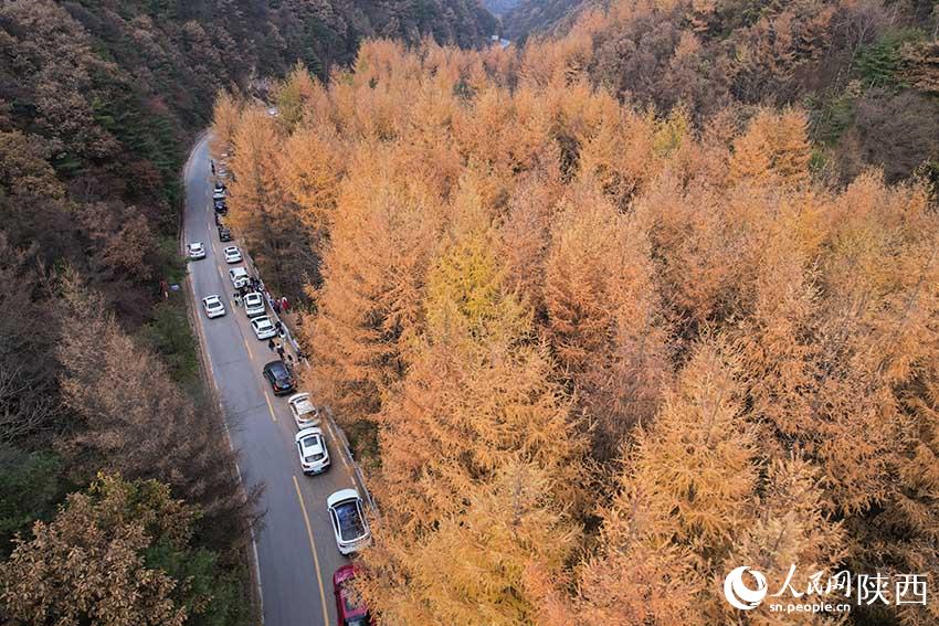 10月30日，210國道秦嶺分水嶺沿途車流如織，秋色正濃。楊凱 攝