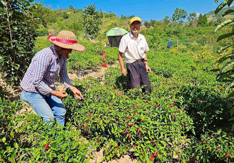 陜西尚都富硒辣椒農(nóng)業(yè)發(fā)展有限公司位于旬陽(yáng)高新區(qū)呂河工業(yè)園區(qū)，主要從事從事辣椒種植、加工和銷售。該公司同農(nóng)戶簽訂訂單收購(gòu)協(xié)議，由農(nóng)民種植辣椒，公司進(jìn)行收購(gòu)。圖為村民正在采摘辣椒。周尚攝