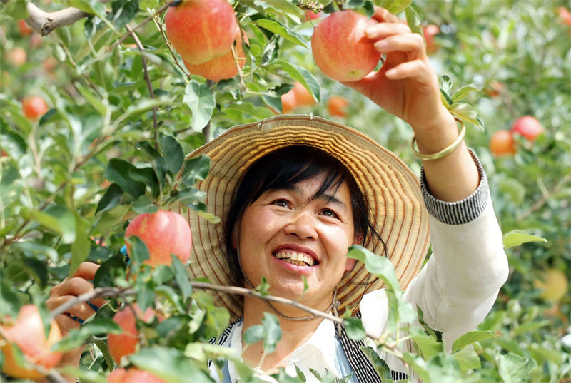 近日，陜西省合陽(yáng)縣甘井鎮(zhèn)的蘋果迎來(lái)豐收，已有超3萬(wàn)件蘋果被銷往全國(guó)各地。雷現(xiàn)榮 攝