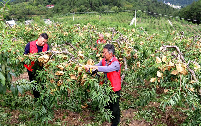 在大河壩鎮(zhèn)陌上花開生態(tài)農(nóng)莊冬桃園里，黨員干部和村民一起剪枝，冬桃豐收在望。吳彥峰攝