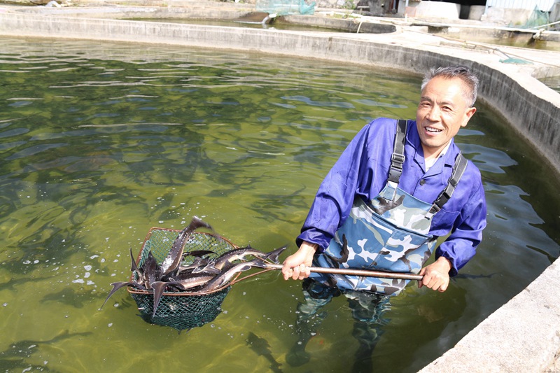 在全國鄉(xiāng)村旅游重點村長角壩鎮(zhèn)沙窩村，村民在永明漁業(yè)園區(qū)捕撈鱘魚等冷水魚準(zhǔn)備出售。吳彥峰攝