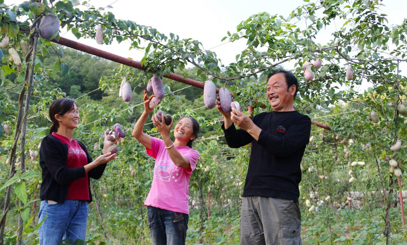 在袁家莊街道王家灣村產(chǎn)業(yè)園里，村民們在黨員指導(dǎo)下喜摘八月瓜。吳彥峰攝