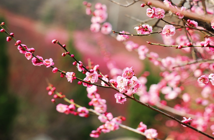 一簇簇梅花盛開(kāi)，紅似火粉如霞。趙靜 攝