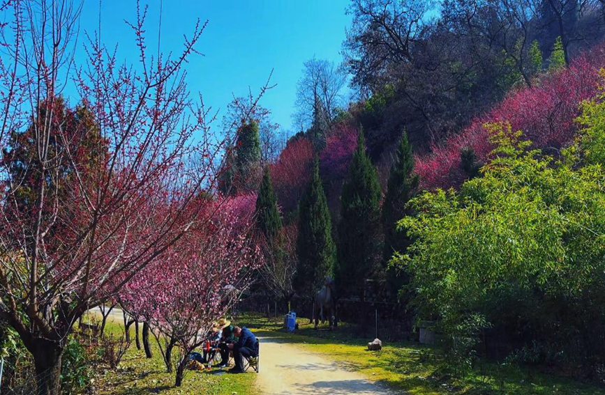 游客專程趕來賞梅，享受著春日美景。趙靜 攝