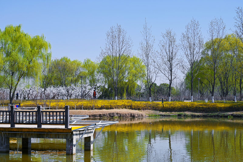 西安浐灞國家濕地公園迎來“花”式美景