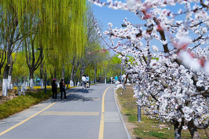 西安浐灞國家濕地公園迎來“花”式美景