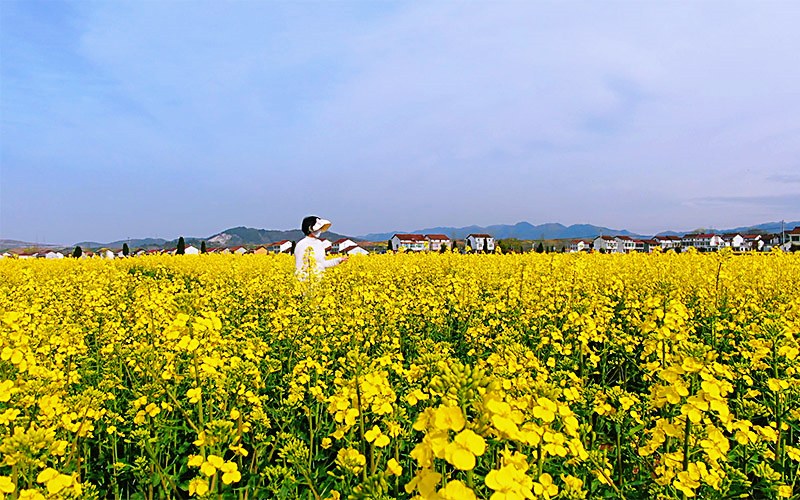 游客漫步花海享受春日美好。任莉 攝