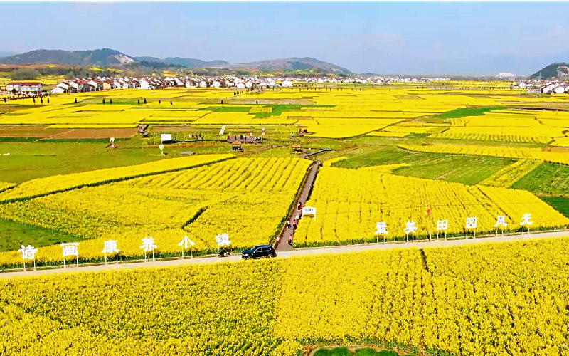 陜西勉縣溫泉鎮(zhèn)千畝油菜花盛開。石轉(zhuǎn)玲 攝