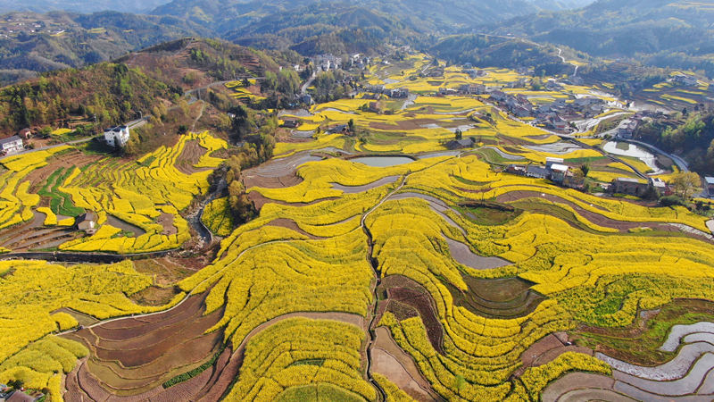 擁有260年歷史的鳳堰古梯田迎來最美油菜花海。