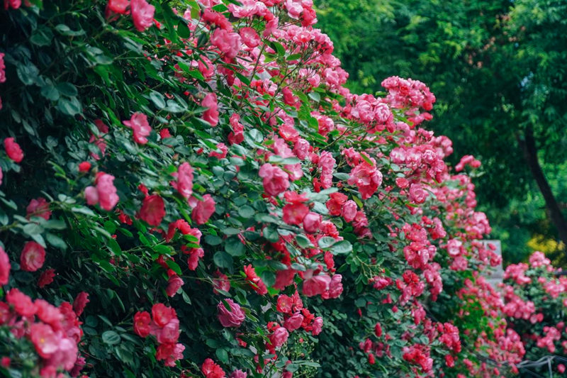 西安醫(yī)學(xué)院的薔薇花墻。甘雨欣 攝