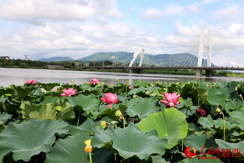 天漢濕地公園蓮花池。人民網(wǎng)記者 孫挺攝