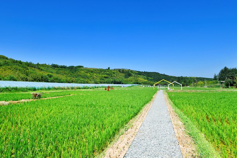 白鹿原上稻花香。陜西藍田縣前衛(wèi)鎮(zhèn)供圖