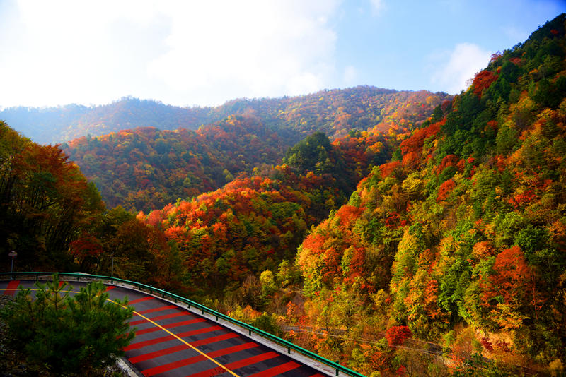 陜西黃柏塬：秋日層林盡染美如畫(huà)。陜西黃柏塬國(guó)家森林公園供圖