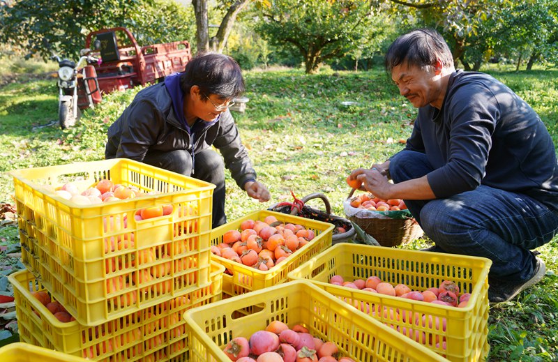 果農(nóng)忙著采摘、分揀、裝筐、運輸，一派豐收景象。王三合攝