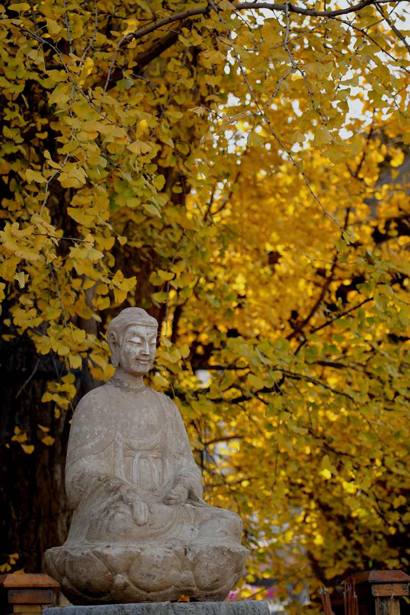 百塔寺內(nèi)古銀杏樹(shù)已進(jìn)入觀(guān)賞期。楊凱 攝