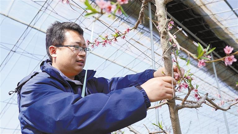 3月1日，達靖文在管護大棚桃樹。