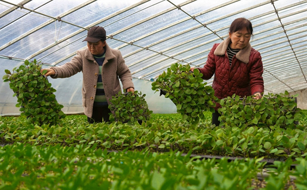 新春走基層丨大棚育苗，種出增收新希望