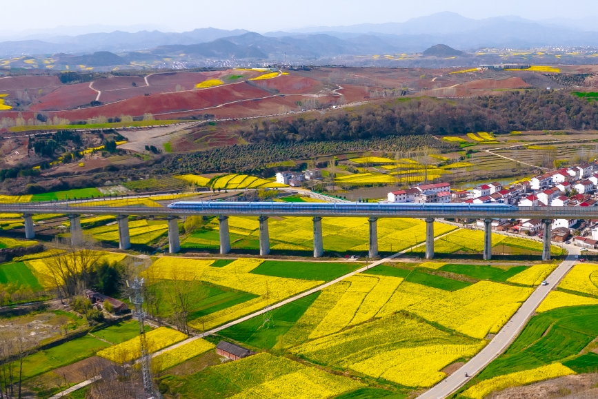 高鐵動(dòng)車組穿越油菜花海。劉一江攝