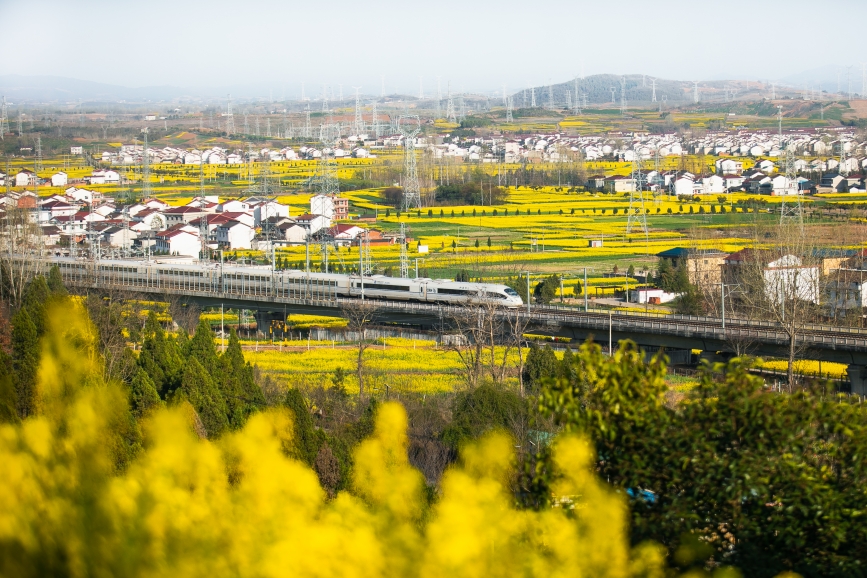 高鐵動(dòng)車組穿越油菜花海。劉一江攝