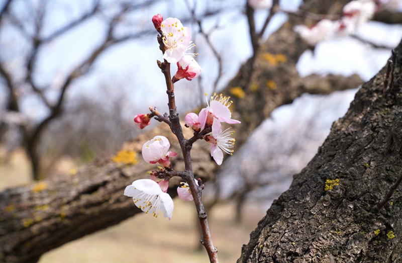 3月25日，西安市臨潼區(qū)仁宗街道莊王村官溝組杏花嶺上的杏花迎風怒放。王三合攝