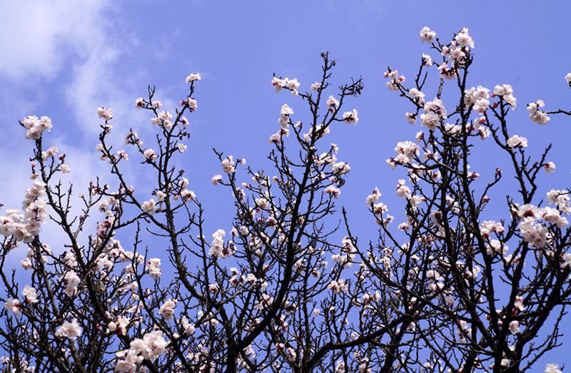 3月25日，西安市臨潼區(qū)仁宗街道莊王村官溝組杏花嶺上的杏花迎風(fēng)怒放。王三合攝