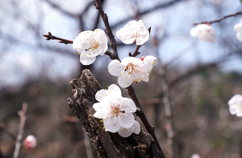 3月25日，西安市臨潼區(qū)仁宗街道莊王村官溝組杏花嶺上的杏花迎風(fēng)怒放。王三合攝