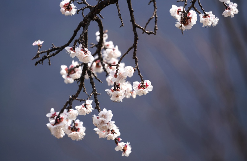 3月25日，西安市臨潼區(qū)仁宗街道莊王村官溝組杏花嶺上的杏花迎風(fēng)怒放。王三合攝