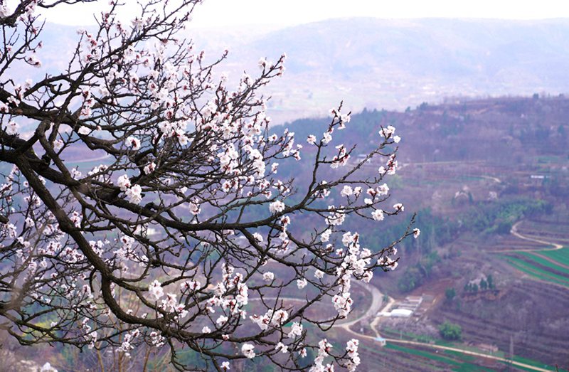 3月25日，西安市臨潼區(qū)仁宗街道莊王村官溝組杏花嶺上的杏花迎風(fēng)怒放。王三合攝