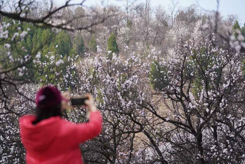 3月25日，游客在杏花嶺上賞花打卡。王三合攝