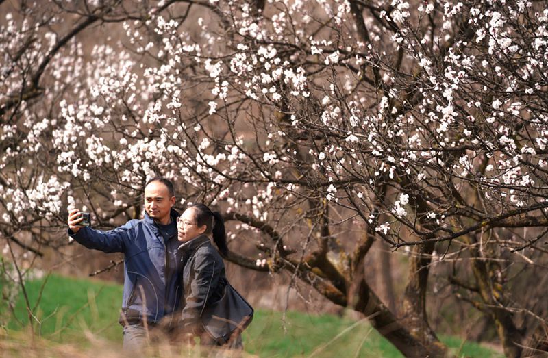 3月25日，游客在杏花嶺上賞花打卡。王三合攝