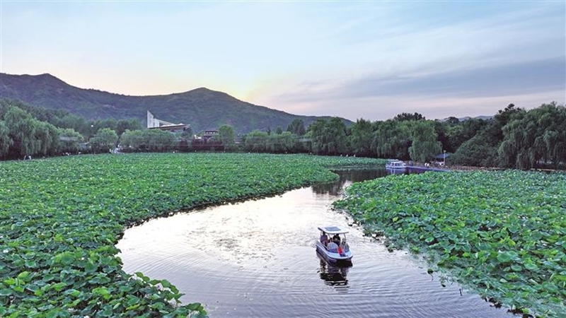 7月2日，在丹鳳縣棣花古鎮(zhèn)，夕陽下的荷塘與游船相映成趣，讓游客流連忘返。母家亮攝