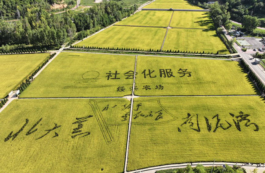 南泥灣景區(qū)風(fēng)光（無人機(jī)航拍）。 田剛攝