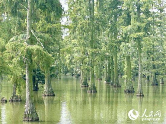 湖北省武漢漲渡湖濕地，池杉“破水而出”。人民網(wǎng)記者 張沛攝